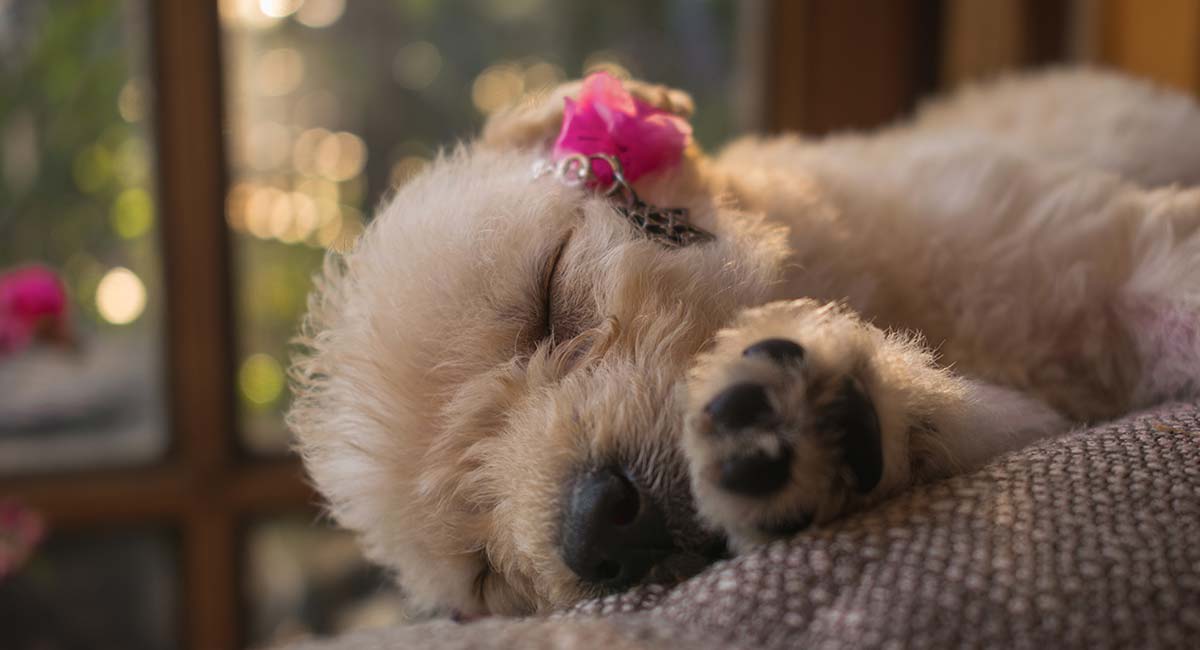 full grown teacup golden retriever