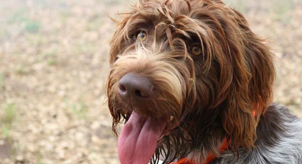 Large wirehaired dog sale