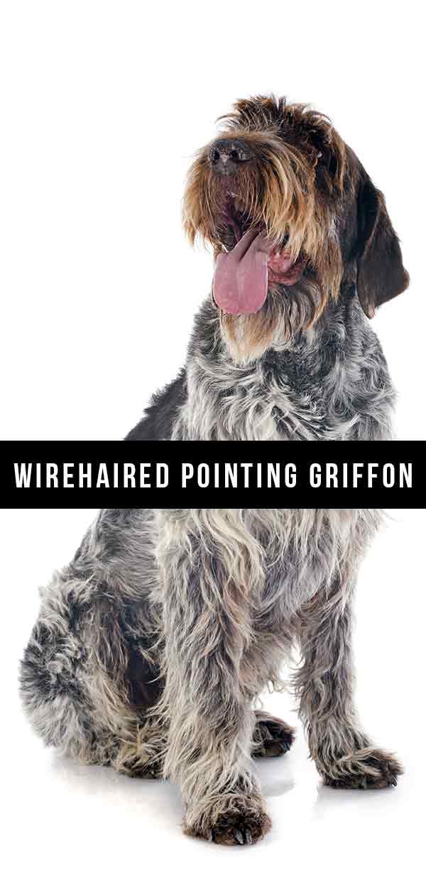 can a wirehaired pointing griffon live in nicaragua