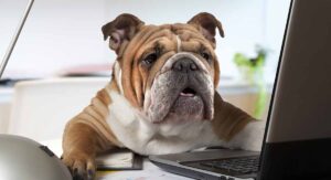 are english bulldogs good pets