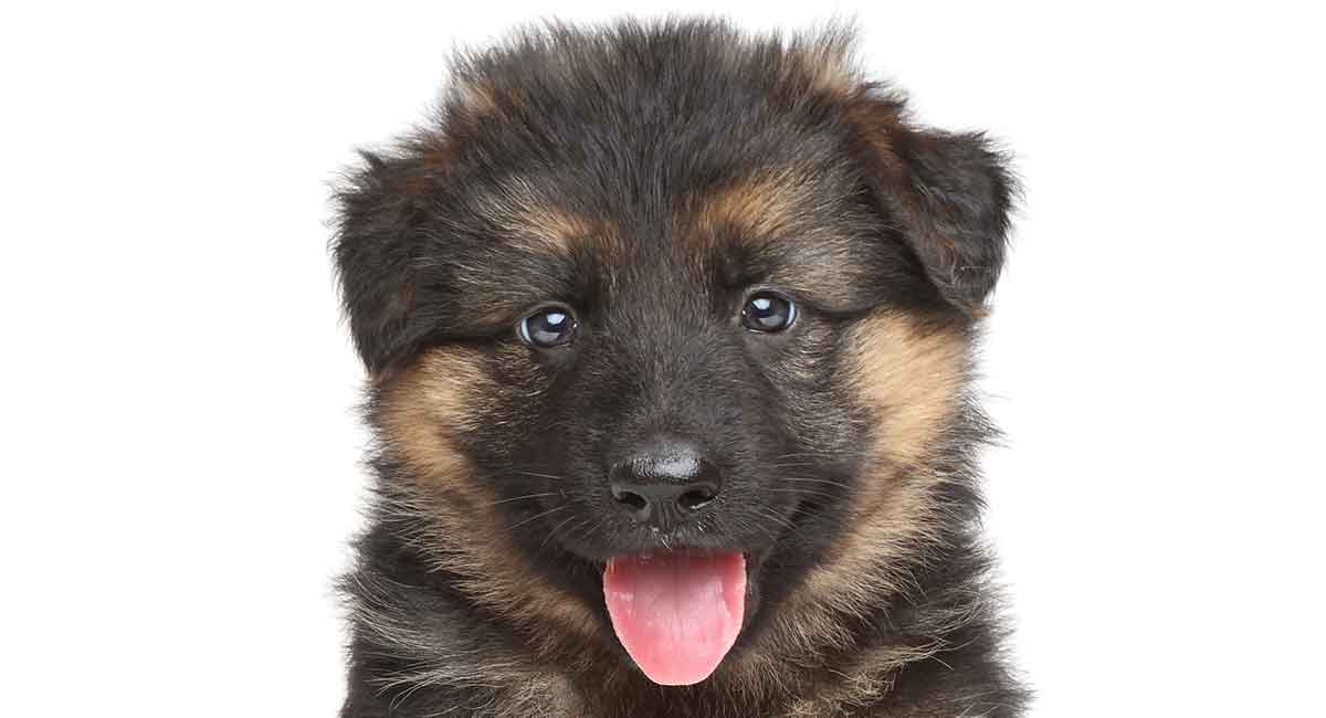 Baby German Shepherd - How Your Tiny Puppy Will Grow