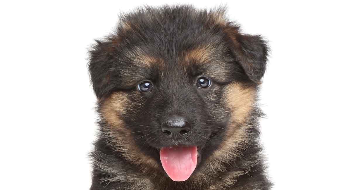 alsatian puppy