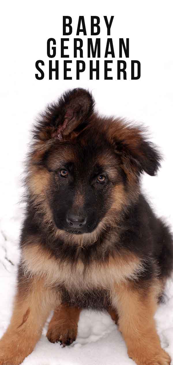 baby with german shepherd