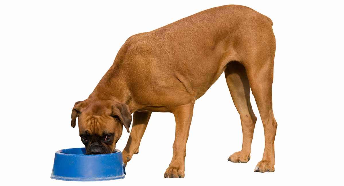 best dog food for boxers with gas