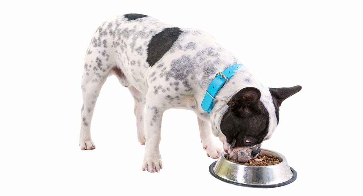 best dog food for French Bulldogs