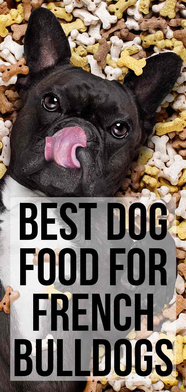 Best Dog Food For French Bulldogs' Health And Welfare