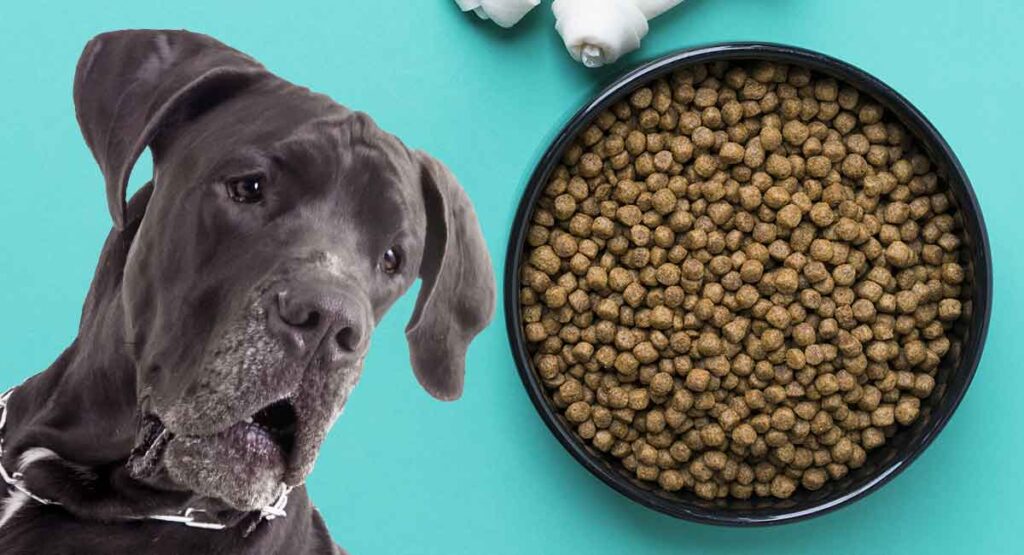 Best Dog Food For Great Danes And Other Large Breeds