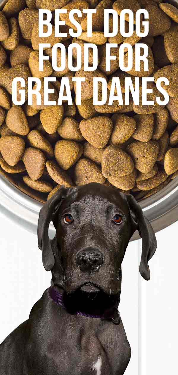 Best Dog Food For Great Danes And Other Large Breeds