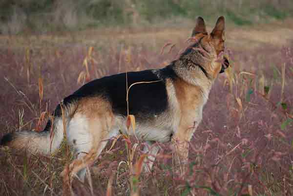 how big should my 8 month old german shepherd be