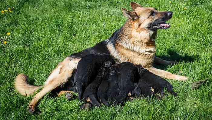 black german shepherd puppies with their mother