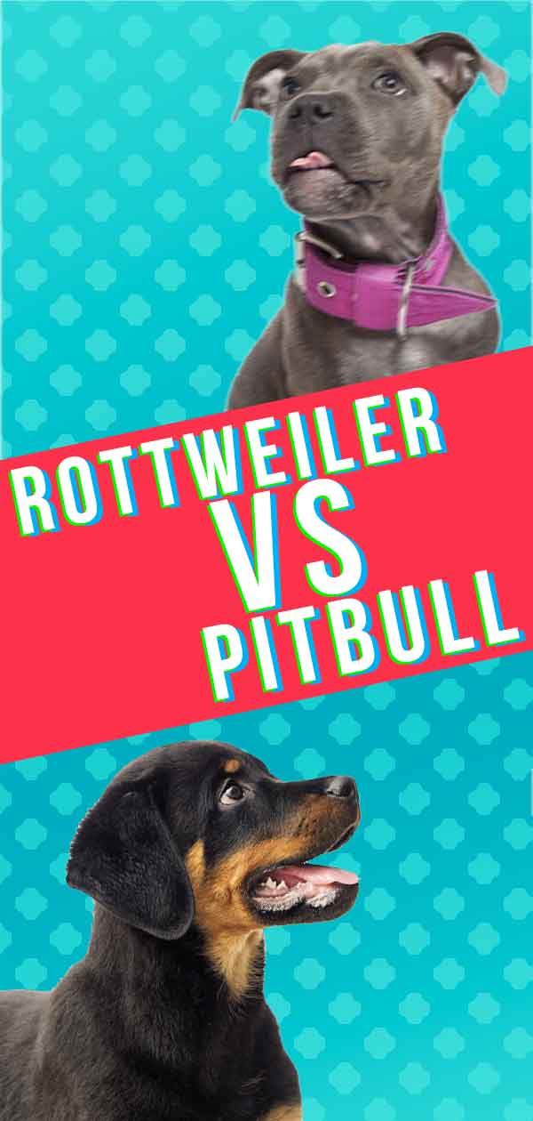 are rottweilers smarter than pitbulls