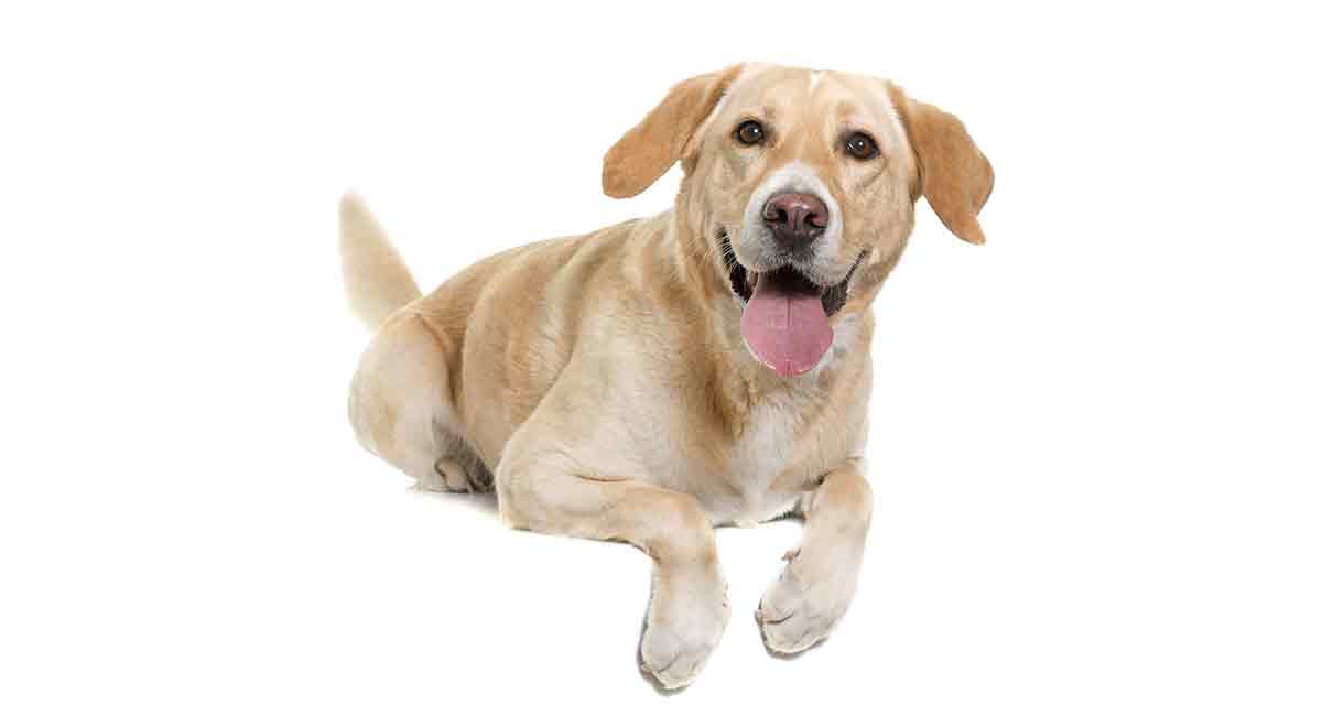 Female Labrador Caring For Her From Puppyhood To Adulthood