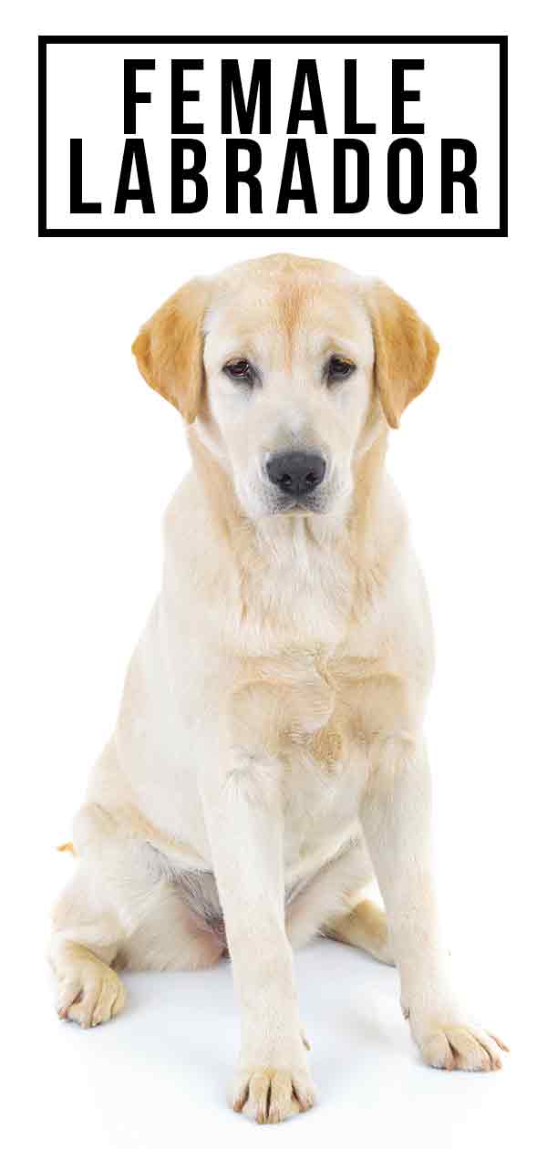 Female Labrador Caring For Her From Puppyhood To Adulthood