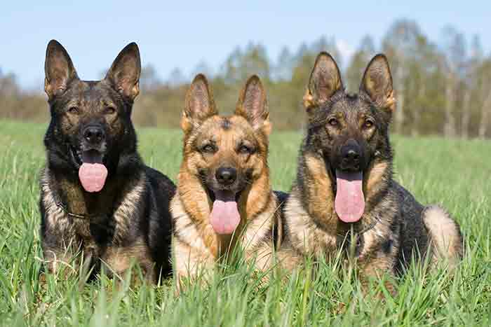 3 German Shepherd Dogs in different shades