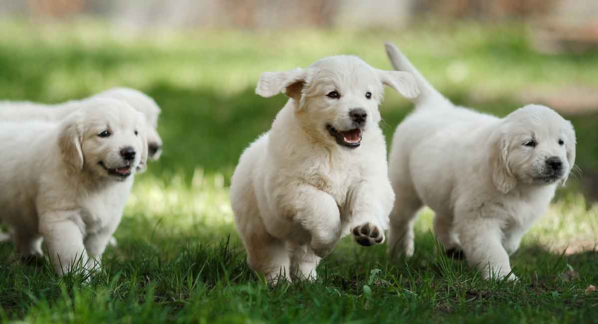 how much should a three month old golden retriever eat