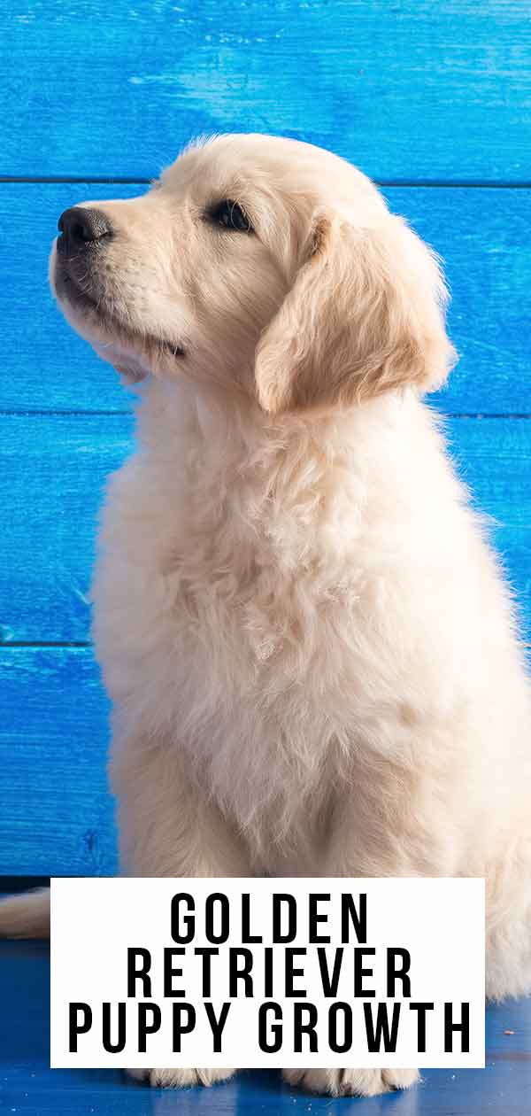 how much should a 3 week old golden retriever weigh