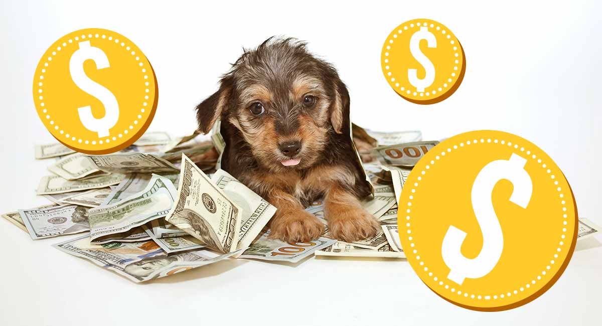 What Was The Most Expensive Dog