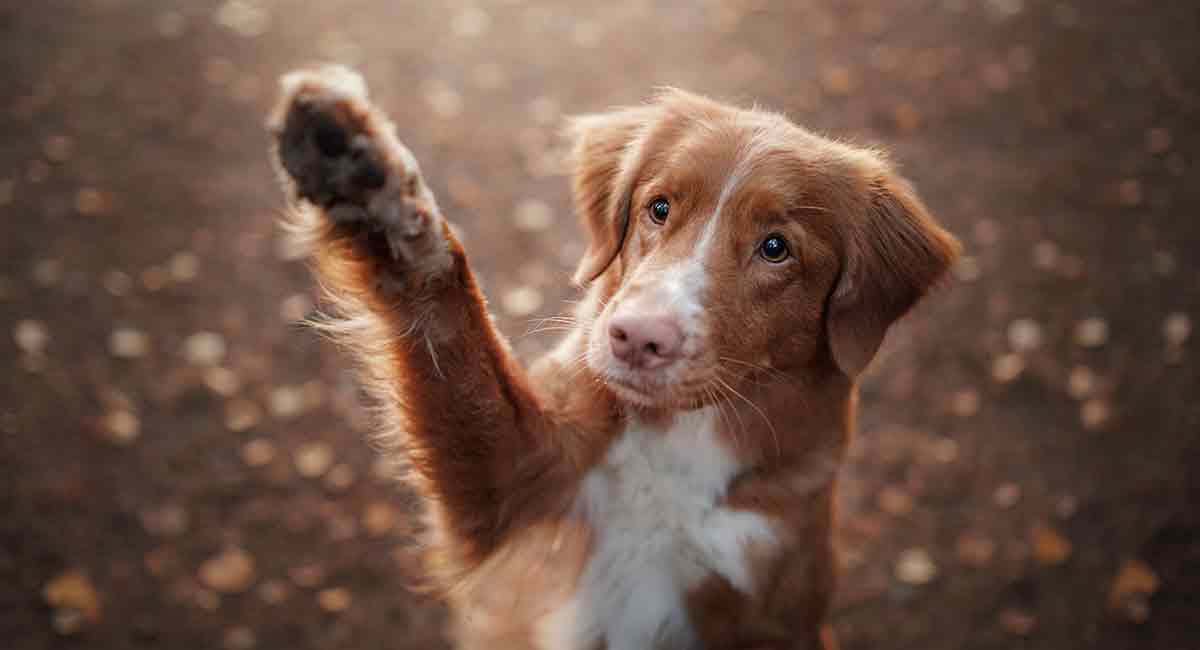 Red Dog Names-A legjobb férfi és női nevek a Ginger Dog