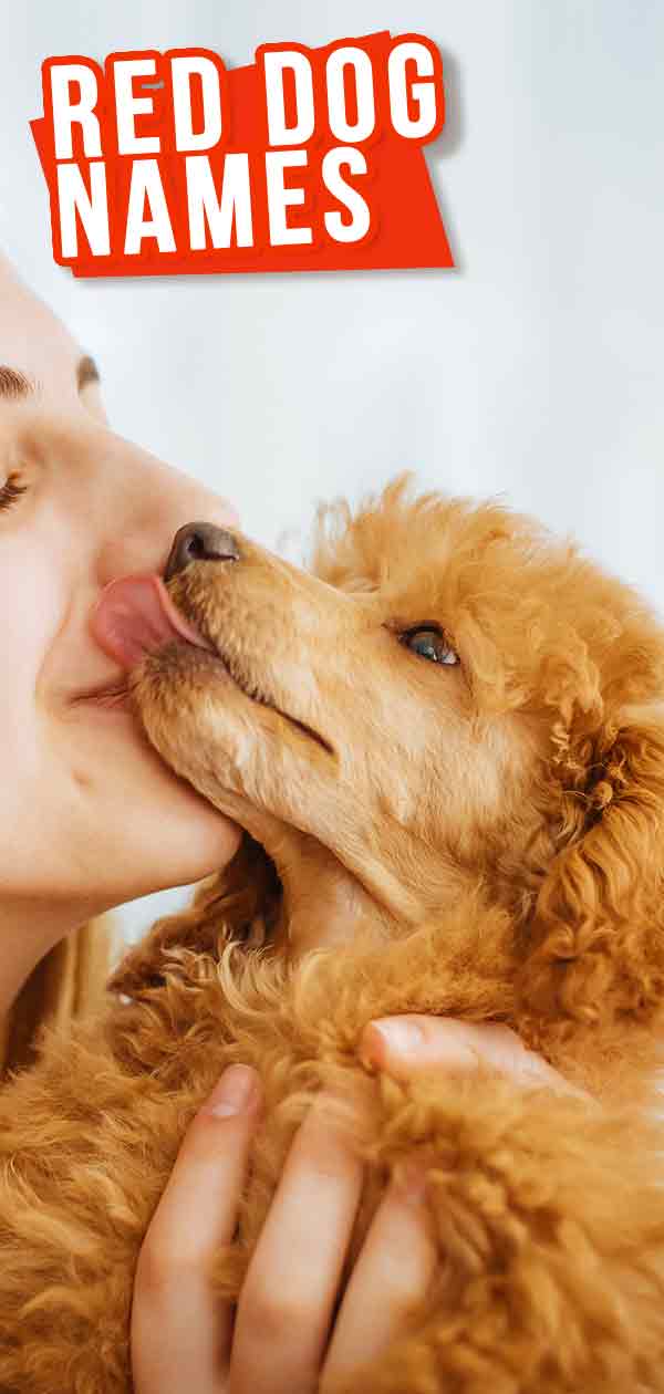 Red Dog Names - The Best Male and Female Names For Your Ginger Dog
