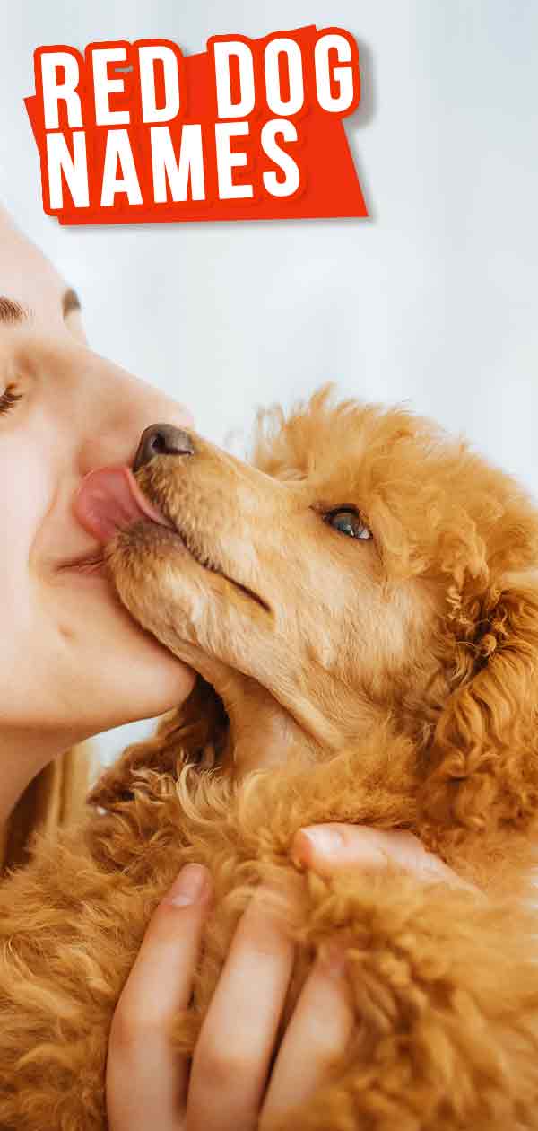 Red Dog Names-The Best Male and Female Names For Your Ginger Dog