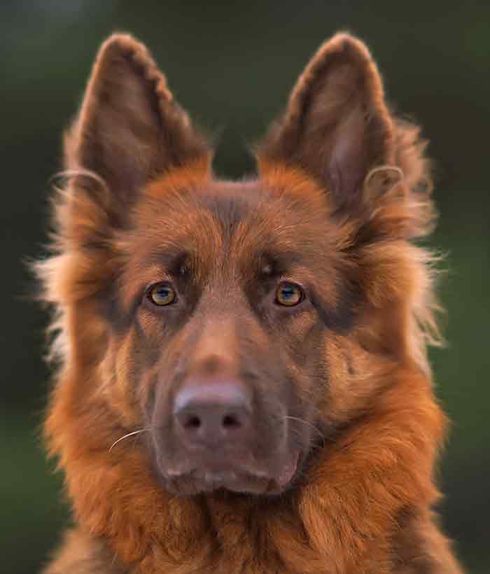 red german shepherd dog on dark background