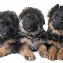 8 week old German Shepherd Dog