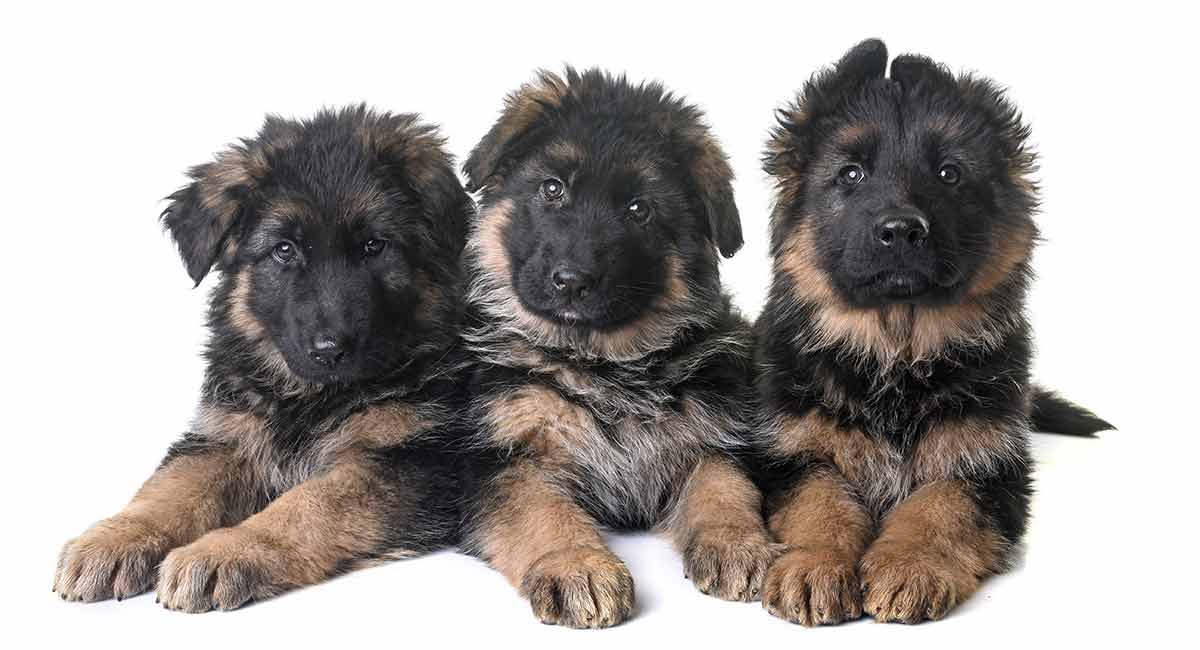 8 Week Old German Shepherd Dog - Facts 