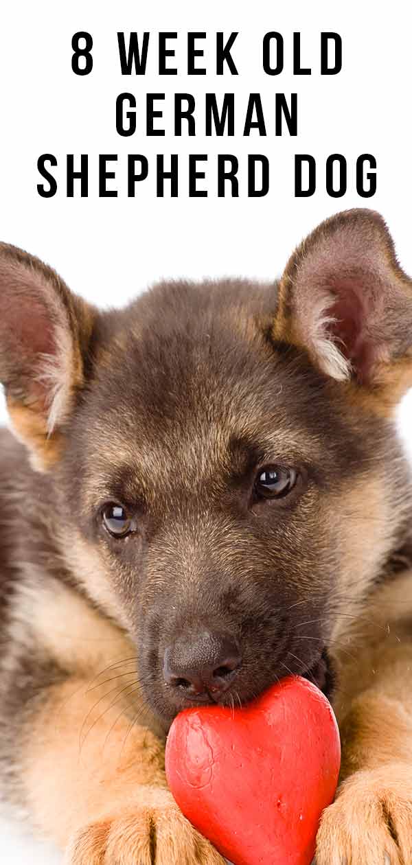 8 Week Old German Shepherd Dog - Facts And Puppy Routines