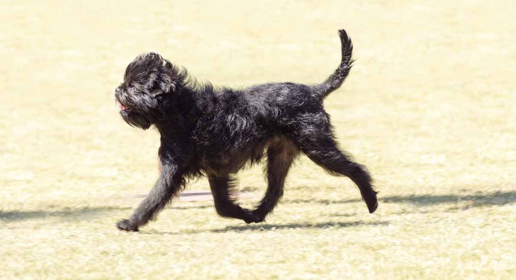 affenpinscher