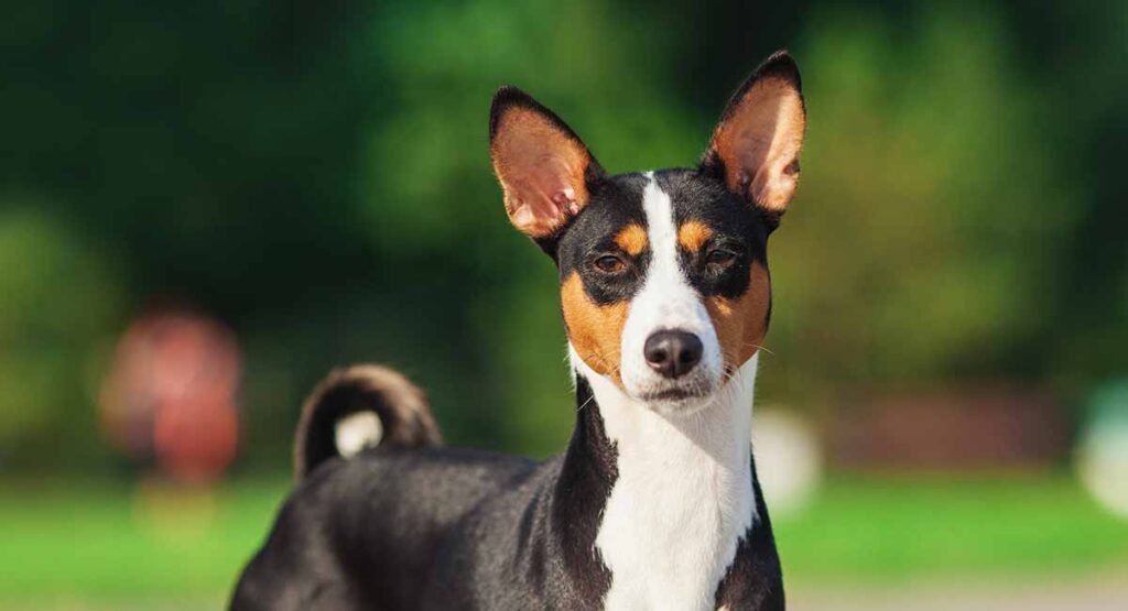 the basenji is an unusual dog with pointy ears