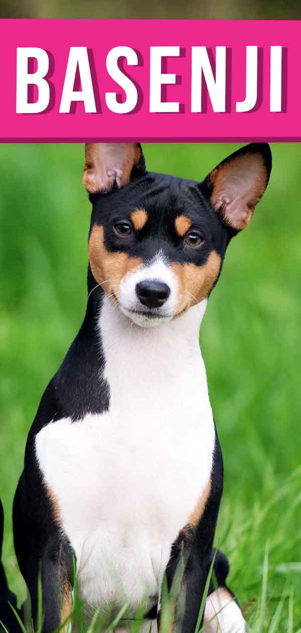 are basenjis good family dogs