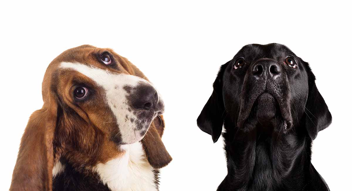 How long do basset hound lab mixes live