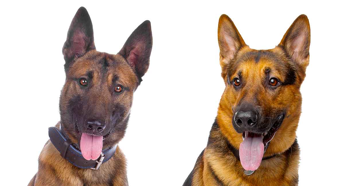 is a malinois a german shepherd