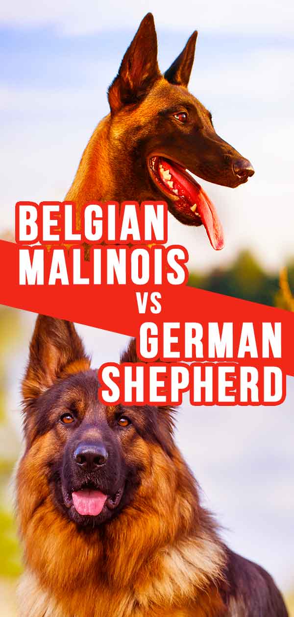 Belgian Malinois Vs German Shepherd Which Dog Is Right For You