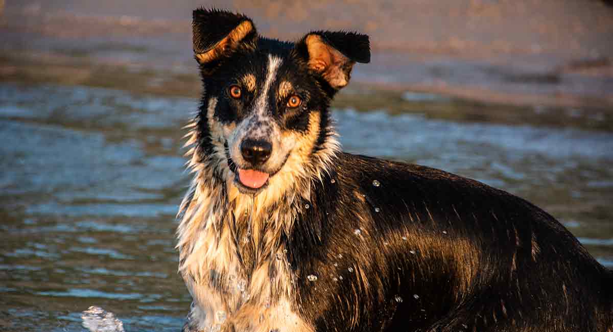 are border collie loyal