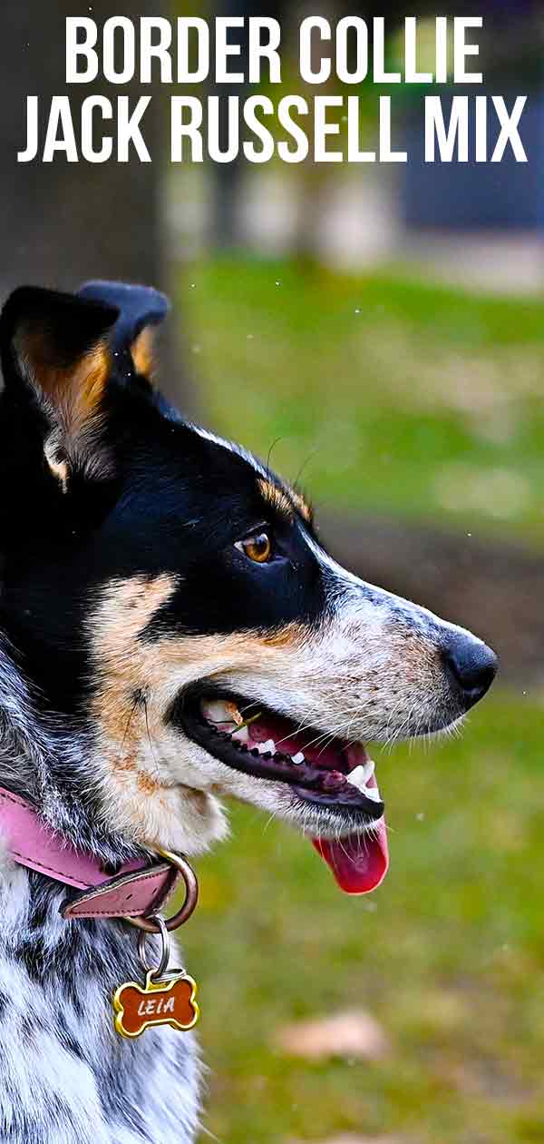 how big will a jack russell collie pug mix get