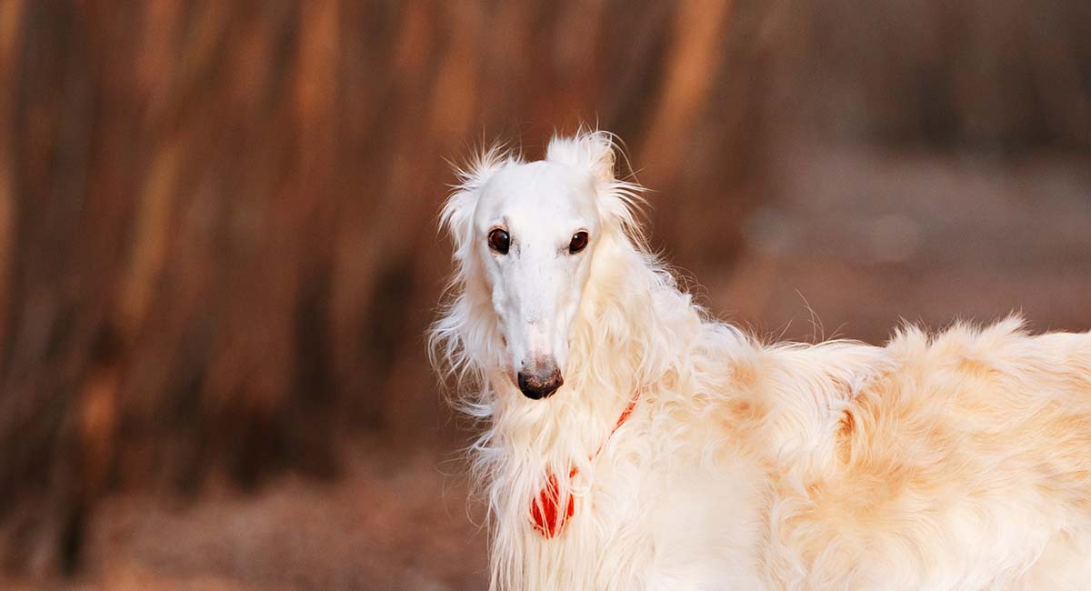 Borzoi The Confident Athletic Russian Wolfhound