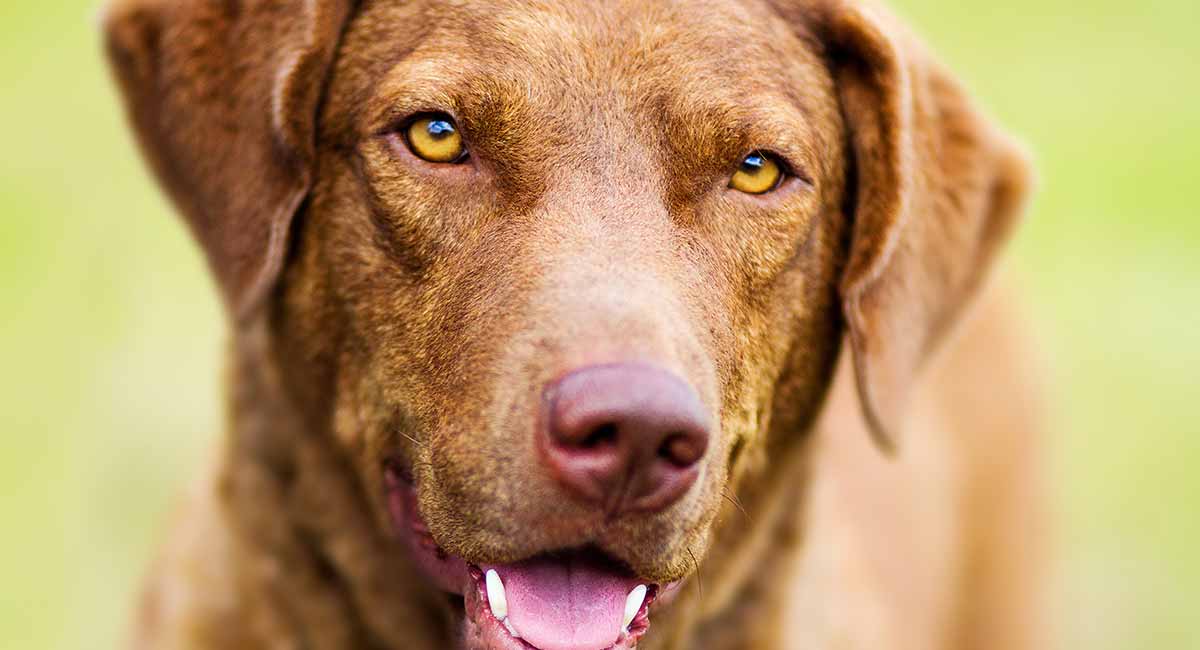 chessie bay retriever