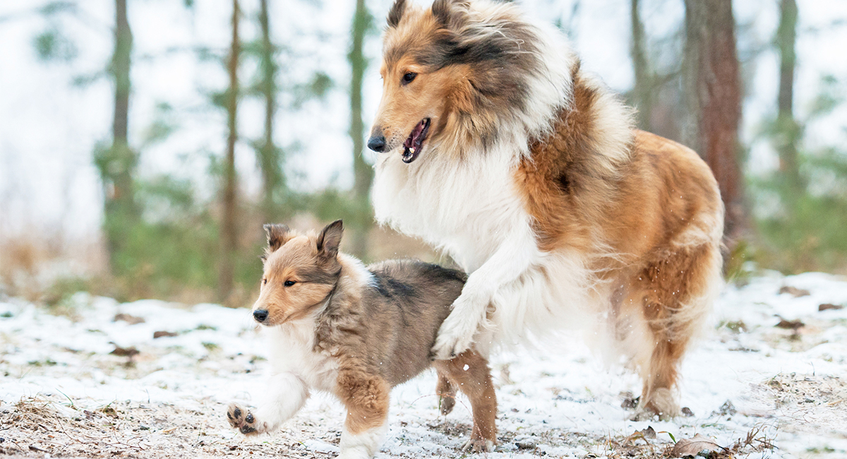 Rough Collie Dog and Puppy