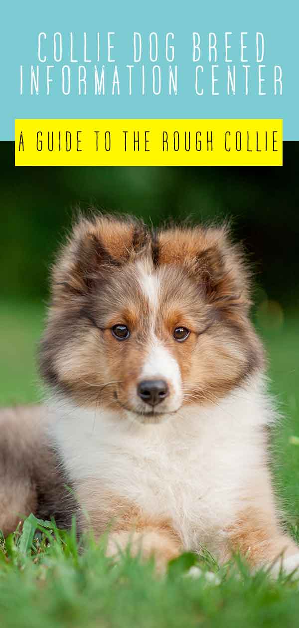 best food for rough collie puppy