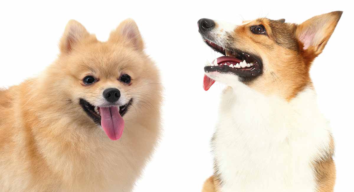 How long do corgi pomeranians live