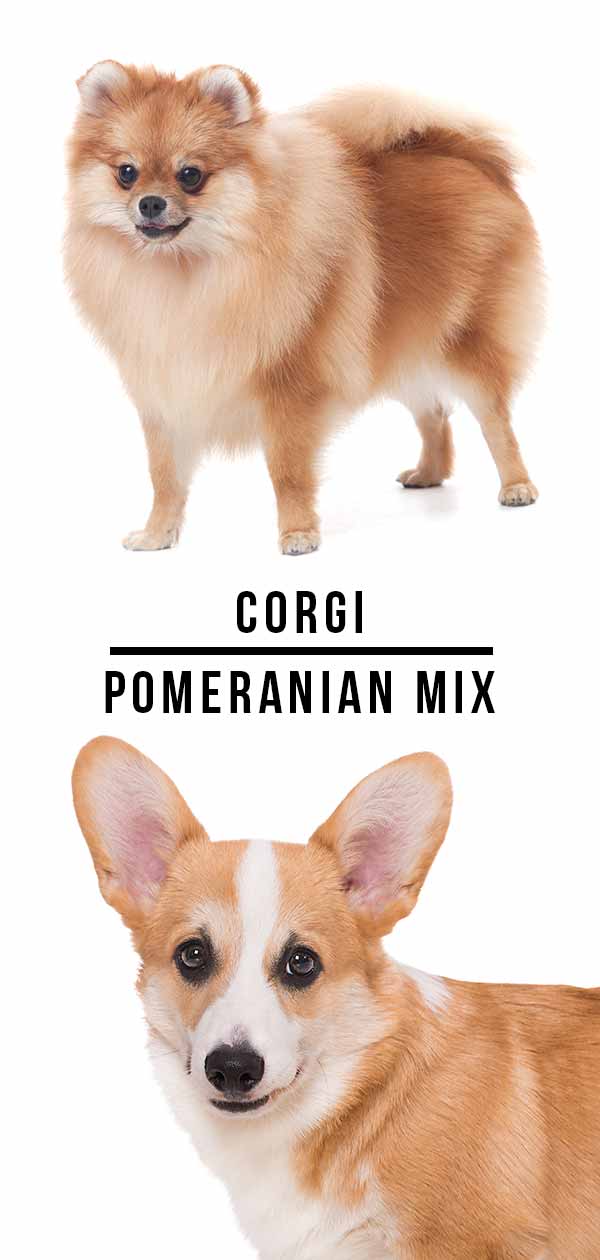 are corgis related to spitz dog breeds