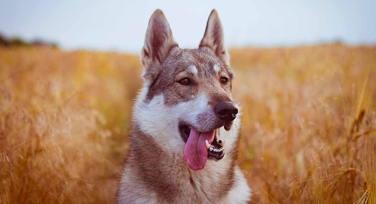 do czechoslovakian wolf dogs make good pets