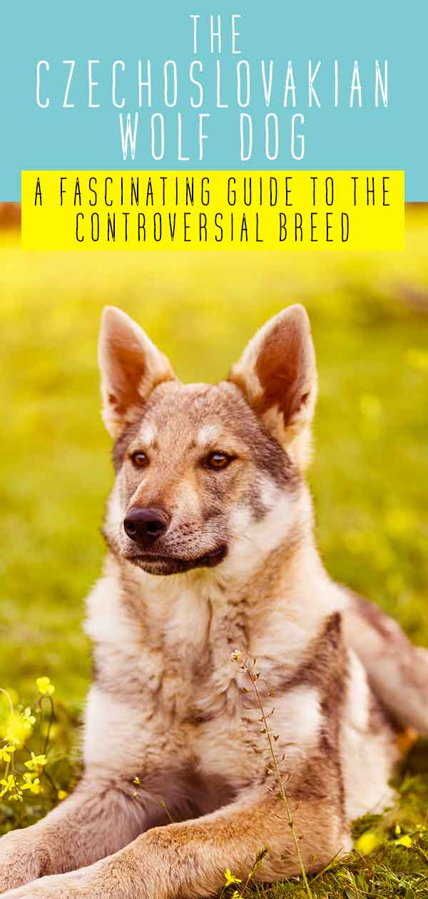 do czechoslovakian wolf dogs make good pets