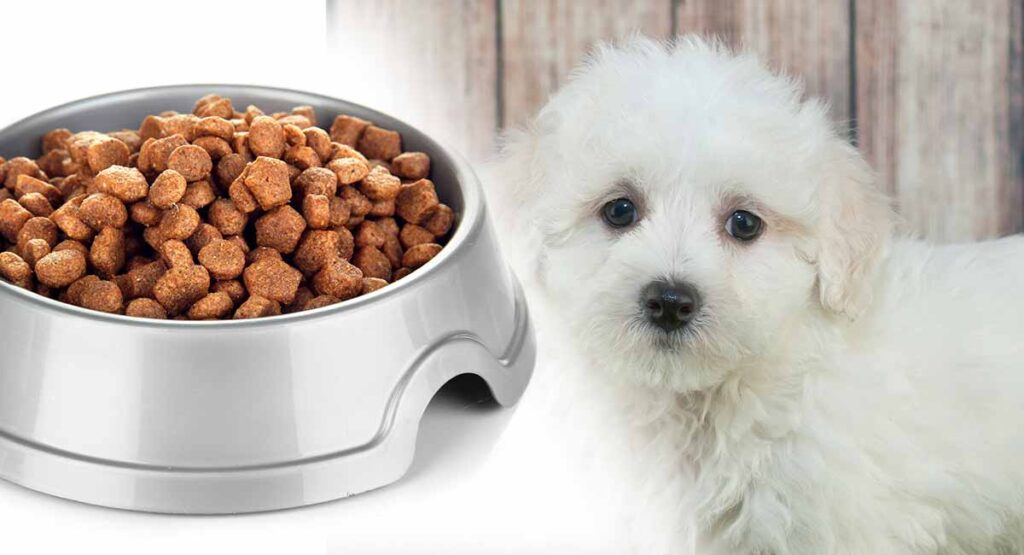 Feeding A Maltipoo Puppy Routines, Schedules And Amounts