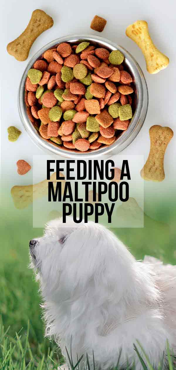 Feeding a Maltipoo Puppy