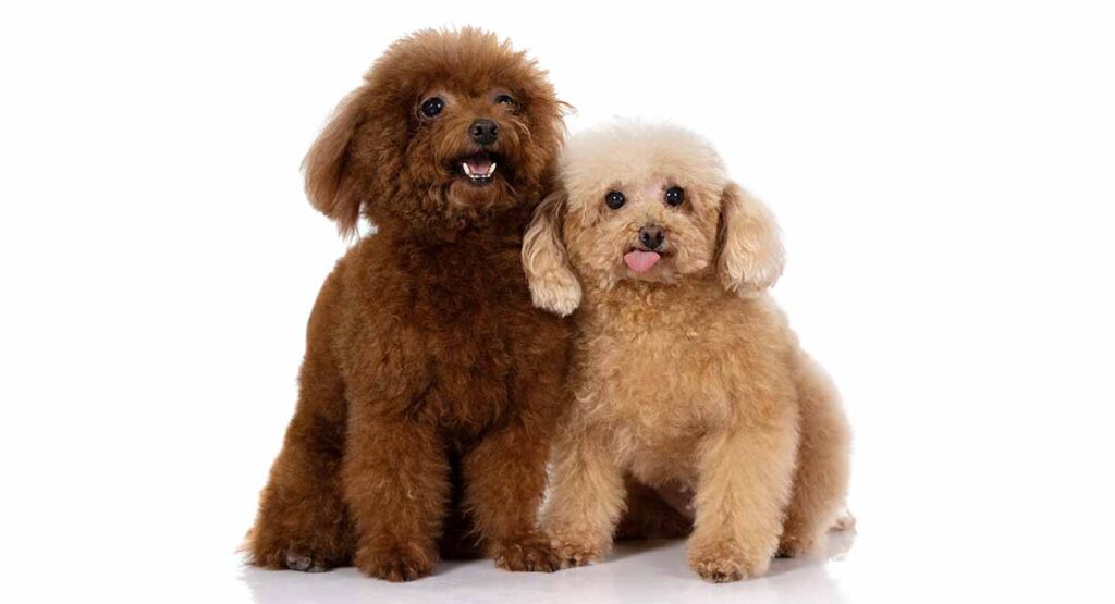 miniature poodle colors