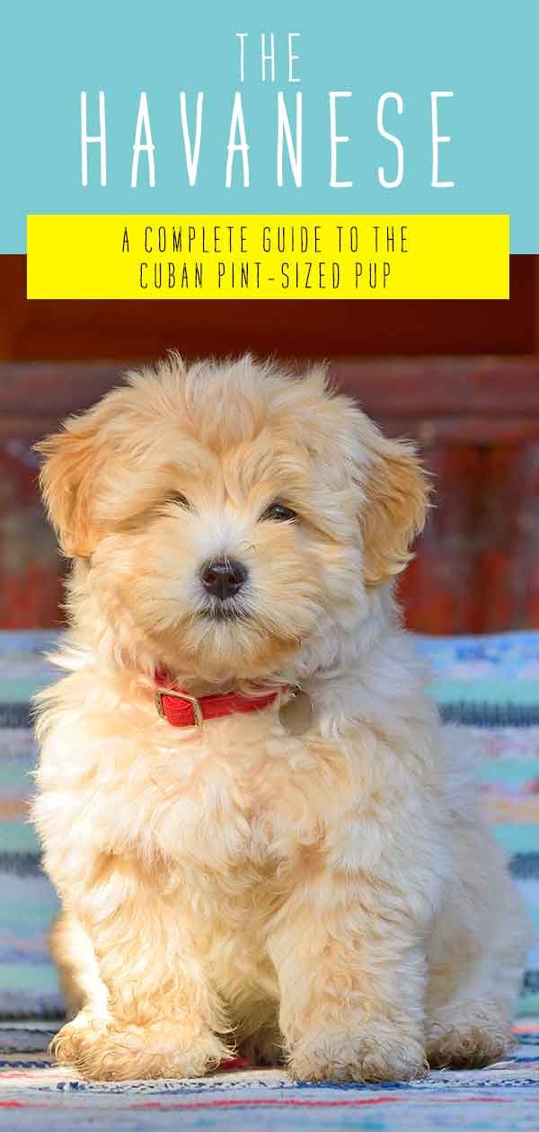 teacup havanese full grown