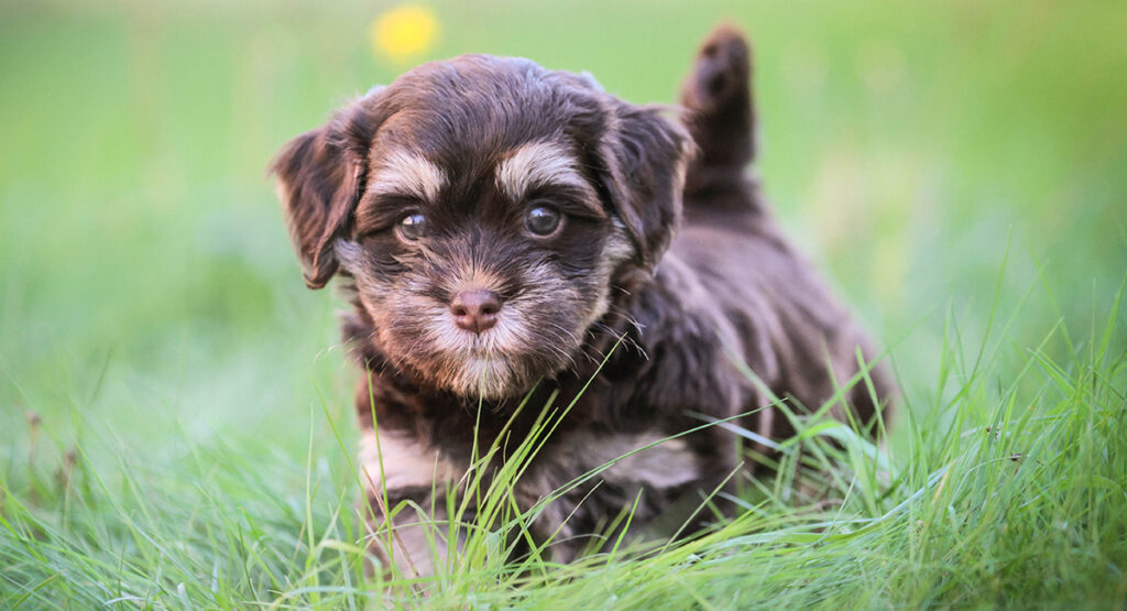 Havanese toy dog puppy