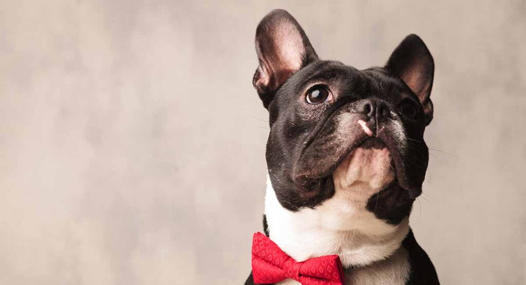 how long do boston terriers live